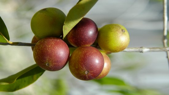 The Surprising Health Benefits Of Camu Camu Berries