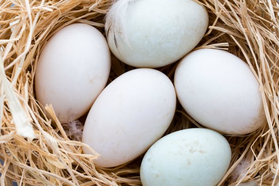 How To Maximize Duck Egg Production From Your Flock