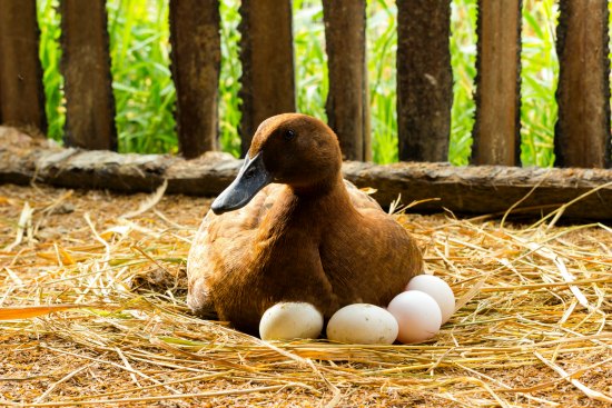 Expanding Your Flock: How To Set Up A Brood Box For Ducklings