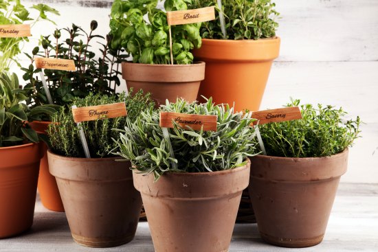 How Planting Herbs Compliments Sustainable Gardening