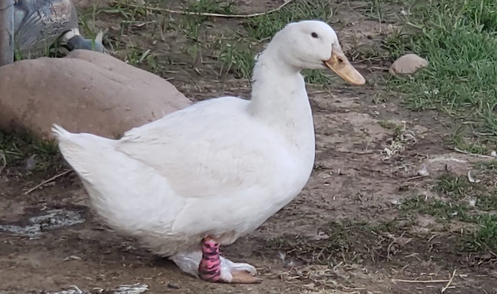 Bumblefoot What Is It & How You Can Help Your Bird Ready Nutrition