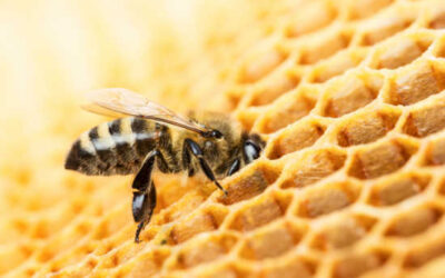 Feeding Your Bee Hive: How To Make Pollen Patties & Food For Your Honey Bees!