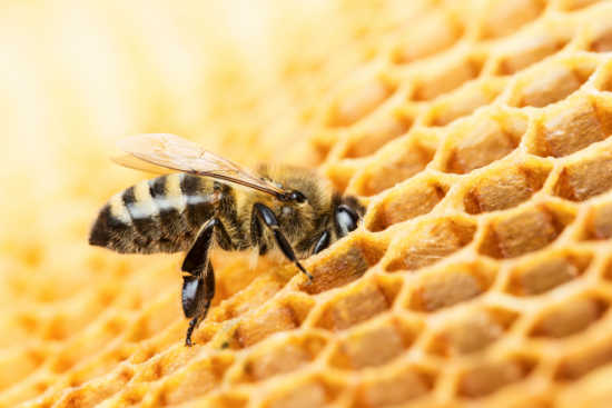 Feeding Your Bee Hive: How To Make Pollen Patties & Food For Your Honey Bees!
