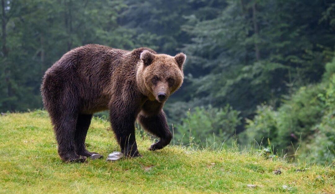 Doing These Things Can Attract Bears To Your Campground