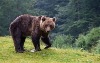 Doing These Things Can Attract Bears To Your Campground