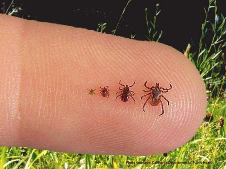 ticks