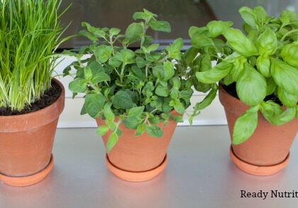 herbs growing on window-sill