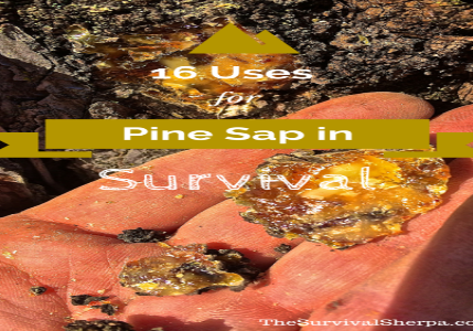 16-uses-for-pine-sap