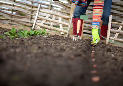 Bean seeds being sown in a furrow in the vegetable garden. Lots of copy space.