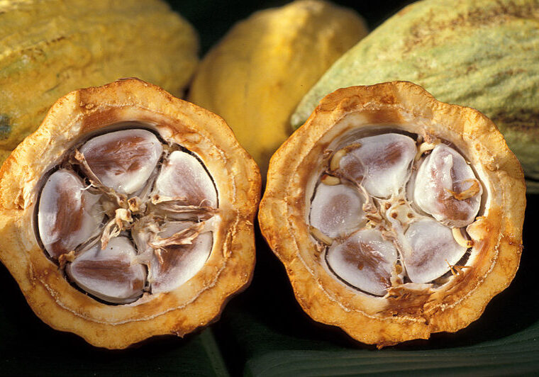 800px-Cacao-pod-k4636-14