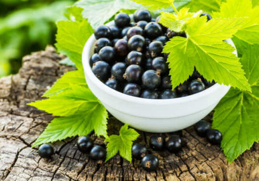 Ready Nutrition - Black currants in a bowl