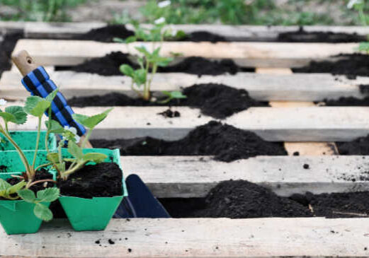 A pallet garden is an easy and frugal way to grow compact vegetables and herbs. But before you get your pallet garden started, here are a few important facts I discovered.