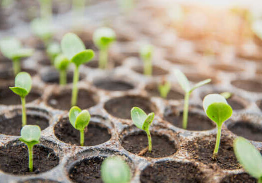 Ready Nutrition - germinating seed to sprout of nut in agriculture and plant grow  with sunlight