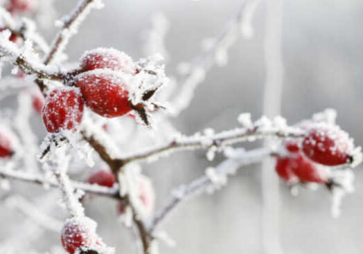 Rosehips are a great natural medicine to forage for during fall. Rosehips begin to appear in early autumn and throughout the winter months after they have set blooms.