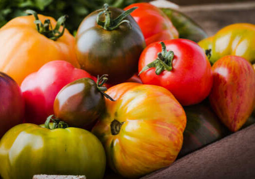 Tomatoes are a summer garden favorite and extremely versatile. If you find yourself stuck on what you should do with your tomato harvest, check out some of these yummy recipes and tips on how to make the most of your tomato bounty.