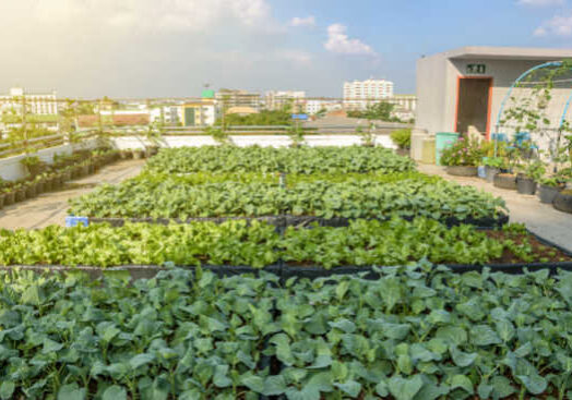 Atop the 150-meter tall Bank of America tower in Hong Kong is a sprawling garden where carrots, rhubarb, and radishes flourish! It is a welcome oasis amongst the steel and glass of the financial district in the heart of the city.