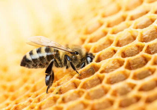 We recently have begun a new adventure! We have honey bees! Because we got them so late in the season, it was recommended by other local beekeepers to "feed the bees." But what does that mean?