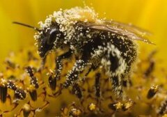 Bee_pollen1-300x168