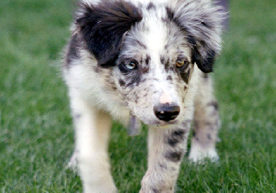 Border Collie