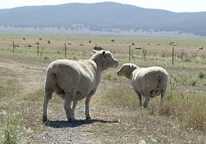 CSIRO_ScienceImage_3459_Sheep_in_paddock