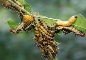 CaterpillarInfestation-300x290