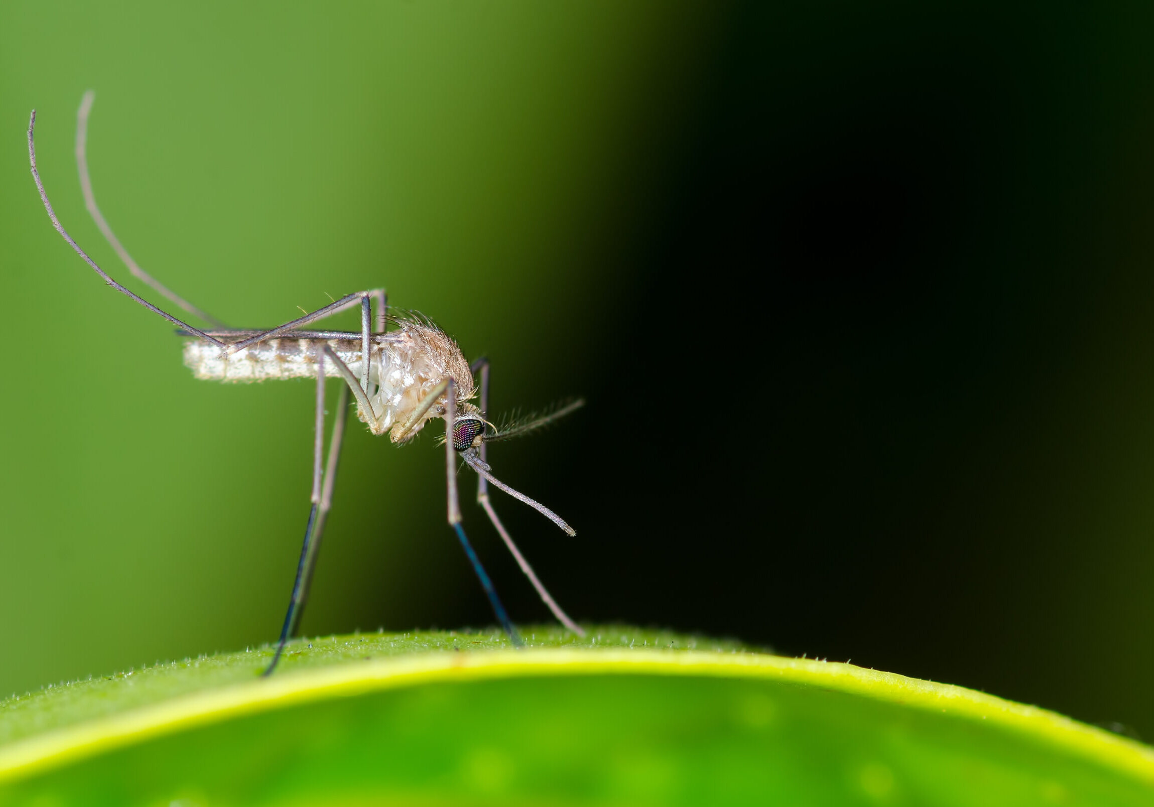 Mosquito resting on green leaf