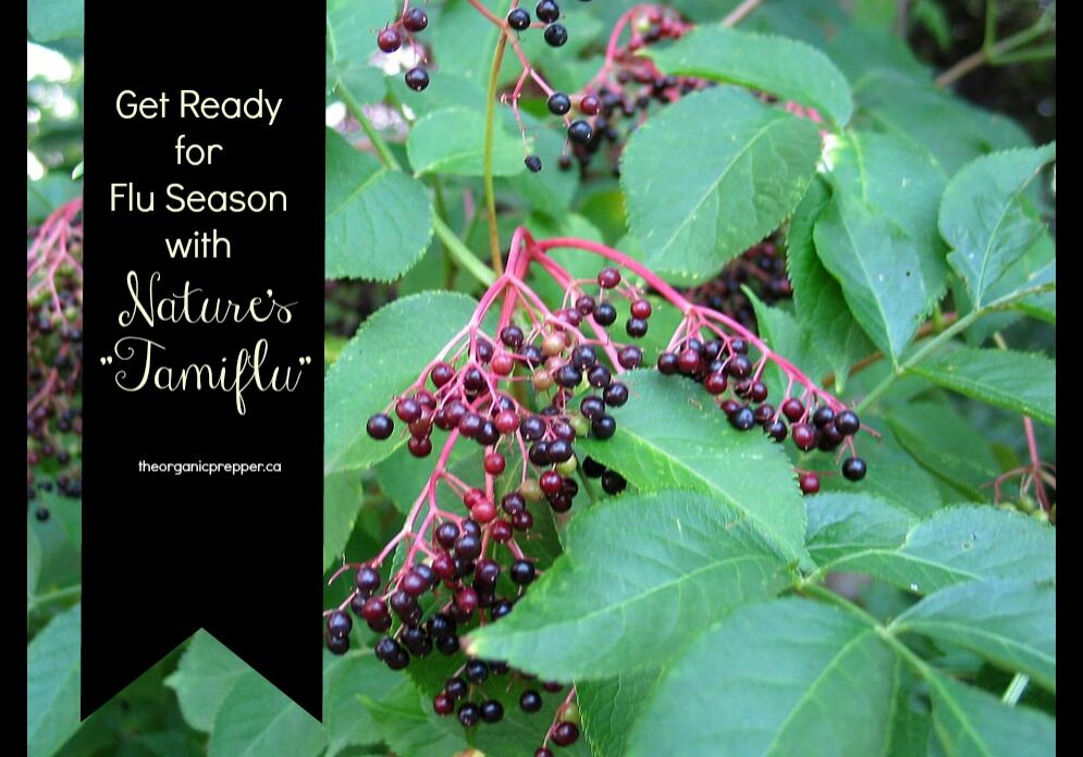 Get ready for flu season with elderberry extract