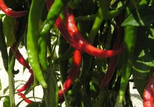 Peppers-300x273