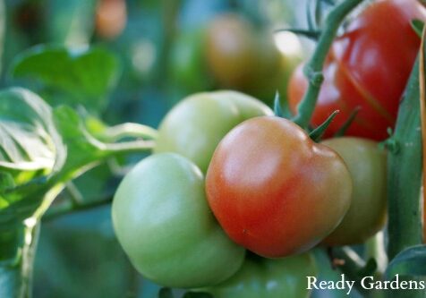 Ready Gardens Tomatoes