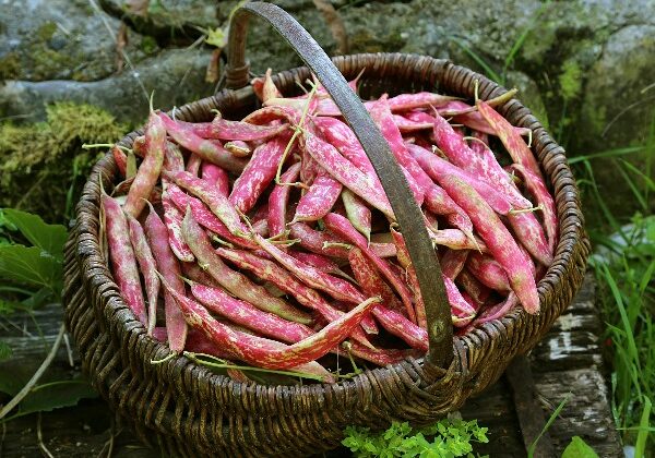 If there’s one type of bean the entire family loves, it’s the pinto bean - and it's full of nutrition! Here are some easy growing tips for planting pinto beans in this summer's garden.