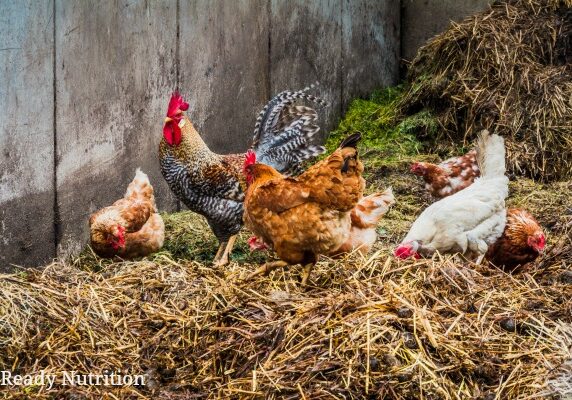 Ready Nutrition - Chickens on the Homestead