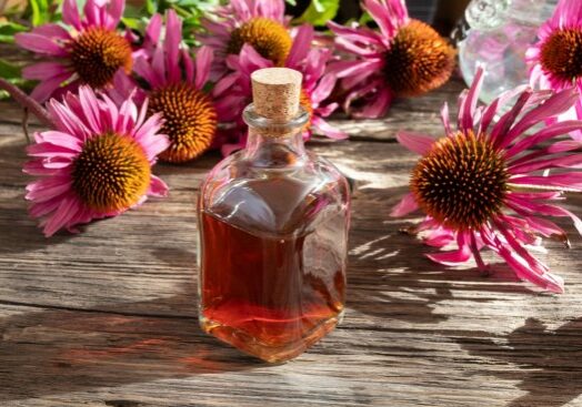 Echinacea has been touted throughout history as an aid to the immune system during cold and flu season. Now with the globe experiencing a pandemic, it may help support the immune system and reduce the chances of catching a cold.