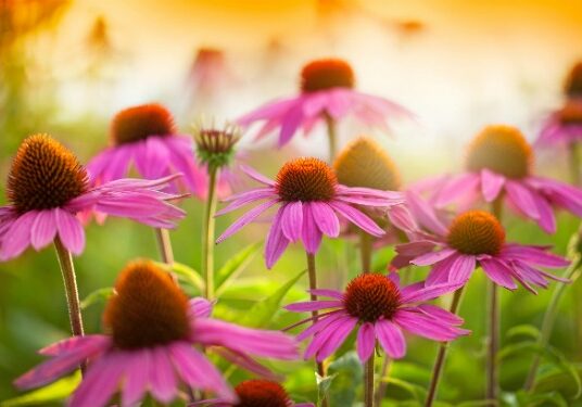 Echinacea is perhaps most widely used as an herbal remedy to help fight off colds or the flu once ill.  It's often used in a tea or as a supplement to boost the body's natural immune system, yet it has even more incredible health benefits even if you aren't sick with a cold! #ReadyNutrition