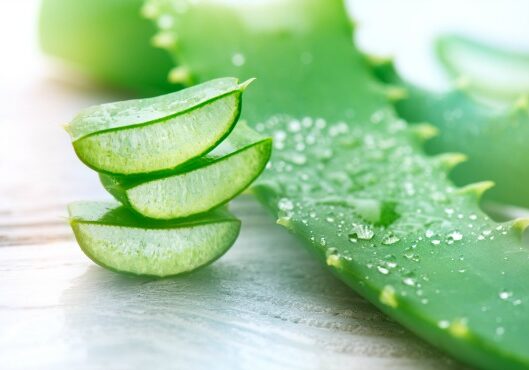 Ready Nutrition - Healing Powers of Aloe Vera