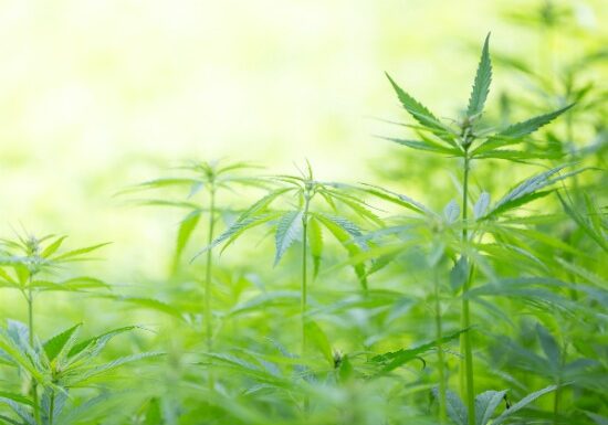 If there is such a thing as a wonder plant, hemp is it. Let's take a look at a few ways you can start using hemp today.