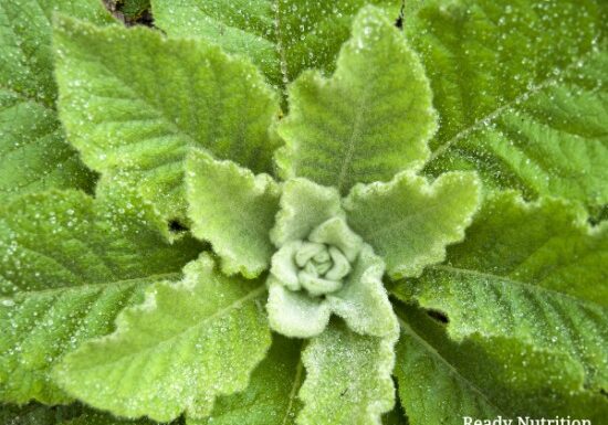 You can find mullein in leaf, tincture, pill, or capsule form, but this information is given to you in the hopes that you’ll go out next season and find it to make your supplies with as well.