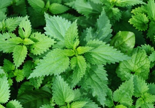 Nettles have many medicinal uses. The is a great primer to start learning!