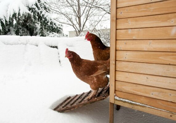 Ready Nutrition - chickens in winter