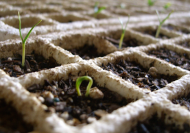 “Seeds are the forgotten heroes of food—and of life itself” —Christopher Cook. Photo: beneketaro (CC-BY-20)