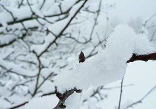 Snow_branch_ice