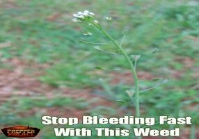 Stop-Bleeding-Fast-With-This-Weed-Shepherds-Purse