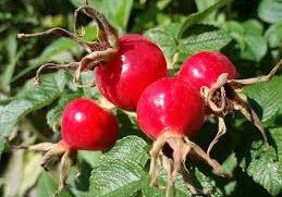 rose hips