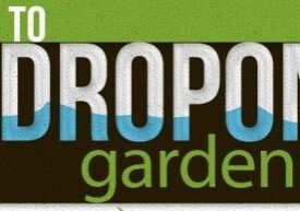 a-guide-to-hydroponic-gardening_50aa07d0732c3_w587