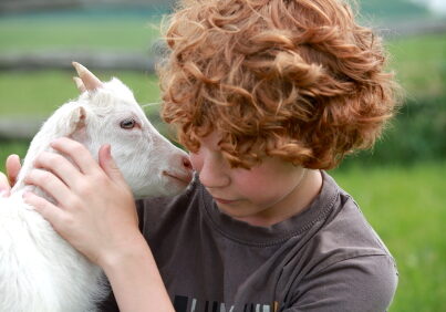 affectionate goat