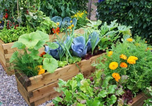 backyard garden