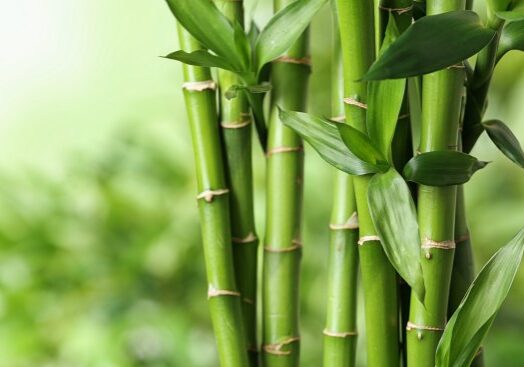 Because of bamboo’s quick growth and reproduction, it is deemed one of the most sustainable resources we can use. Bamboo can be incorporated into your everyday life too in order to help reduce your impact on the planet.