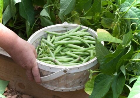 bean bounty