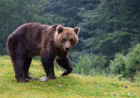 bear - ready nutrition