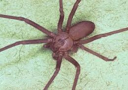 brown recluse