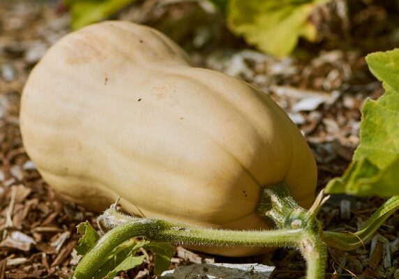 A Growing Guide For Delicious Butternut Winter Squash